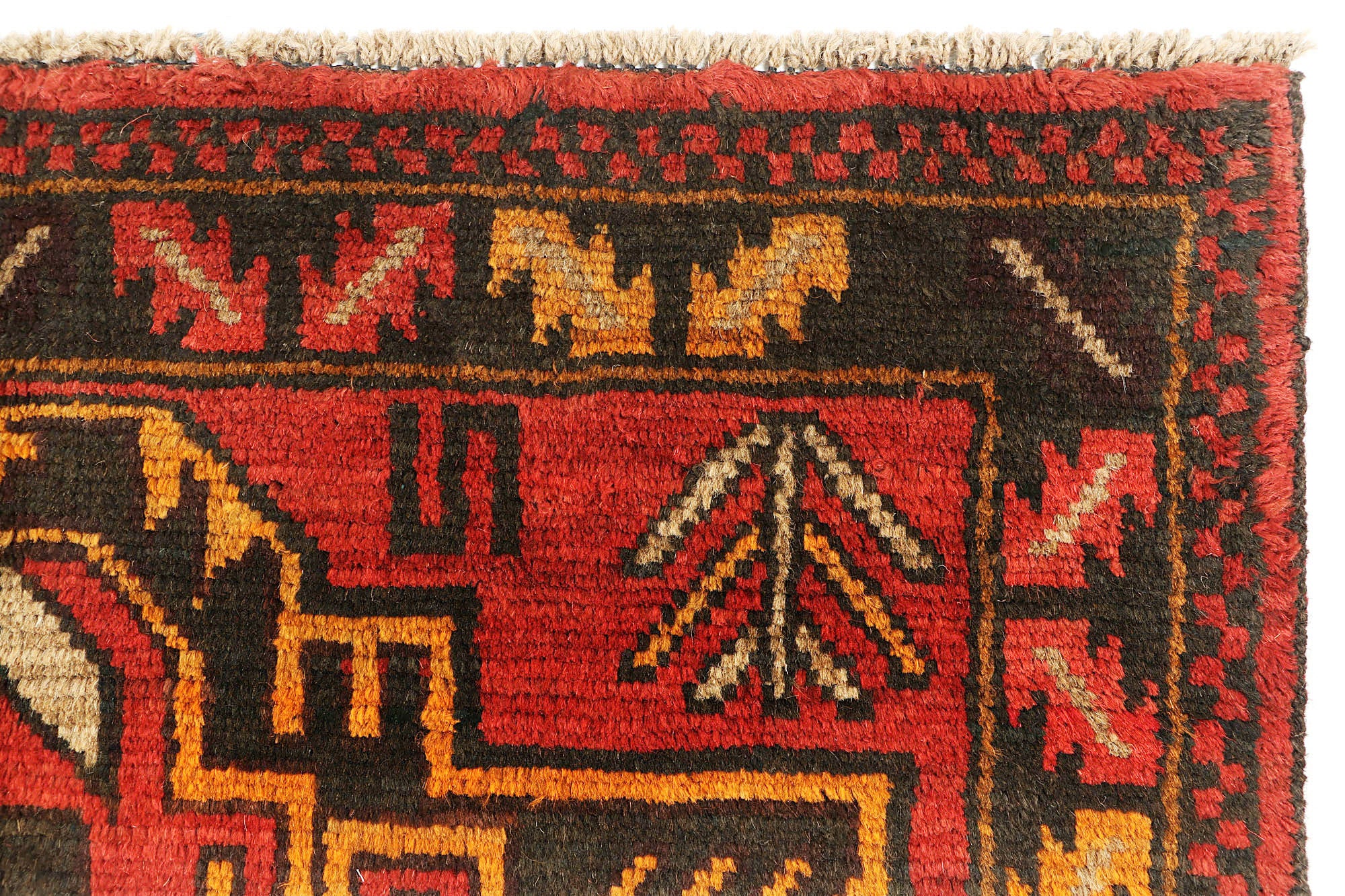 SHINDANDI BALUCHI